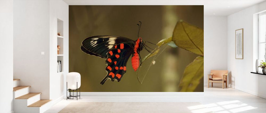 PHOTOWALL / Crimson Rose Swallowtail Butterfly (e332012)