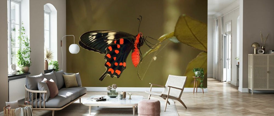 PHOTOWALL / Crimson Rose Swallowtail Butterfly (e332012)