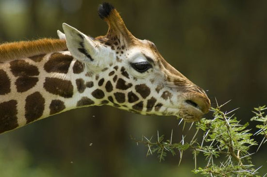 PHOTOWALL / Rothschild Giraffe Grazing on a Tree (e332015)