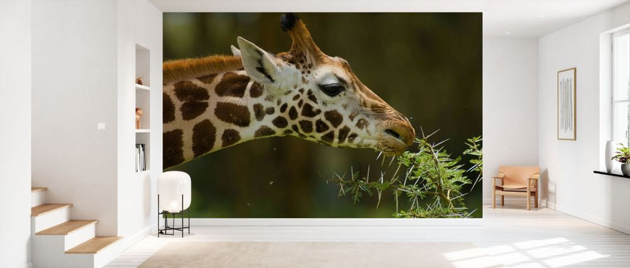 PHOTOWALL / Rothschild Giraffe Grazing on a Tree (e332015)