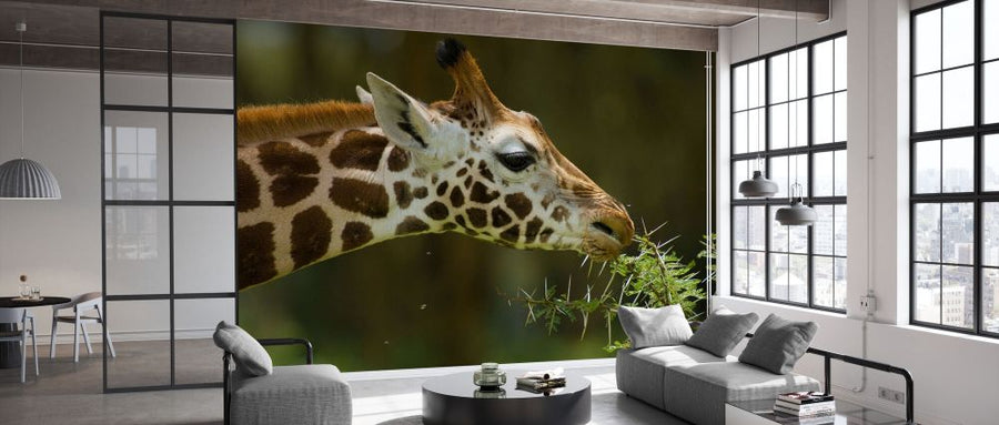 PHOTOWALL / Rothschild Giraffe Grazing on a Tree (e332015)