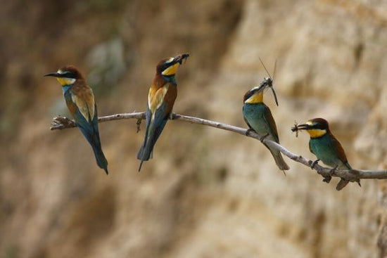 PHOTOWALL / Four European Bee Eaters (e332027)