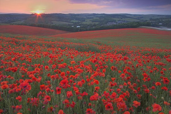 PHOTOWALL / Sunset Over Fields of Common Poppies (e332037)