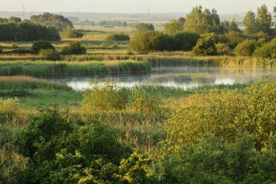 PHOTOWALL / Wicken Fen Landscape (e332046)