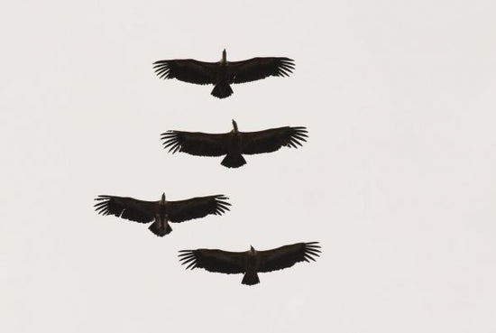 PHOTOWALL / Four Griffon Vultures in Flight (e332050)