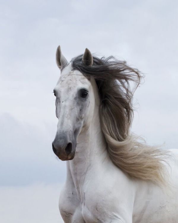PHOTOWALL / Grey Andalusian Stallion (e332060)