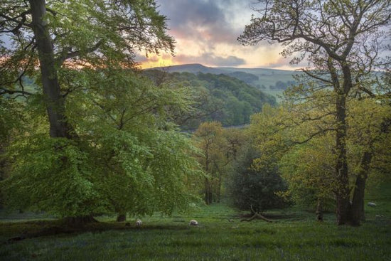 PHOTOWALL / Deciduous Woodland in Spring at Dawn (e332083)