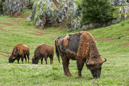 PHOTOWALL / Grazing Moulting European Bison (e332088)