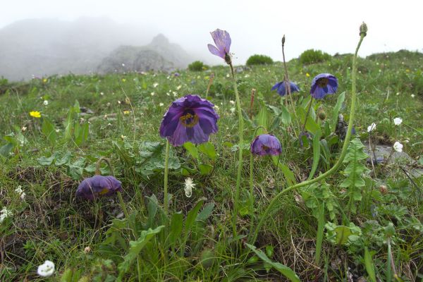 PHOTOWALL / Blue Poppy in Kawakarpo Mountain (e332091)