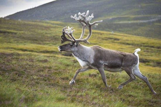 PHOTOWALL / Reindeer in Velvet (e332098)