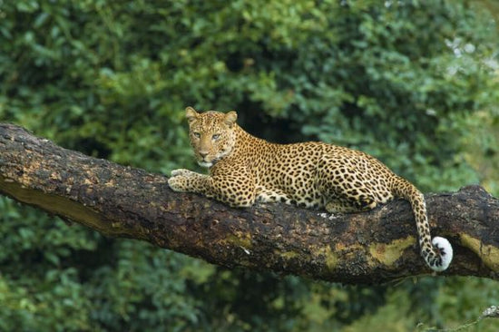PHOTOWALL / Leopard Lying on a Acacia Tree (e332099)