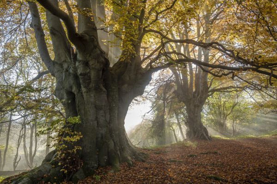 PHOTOWALL / Ancient Beech Trees (e332107)