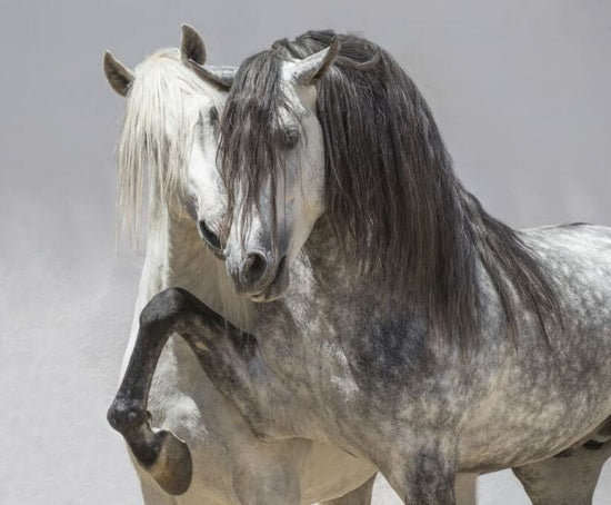PHOTOWALL / Andalusian Horse (e332119)