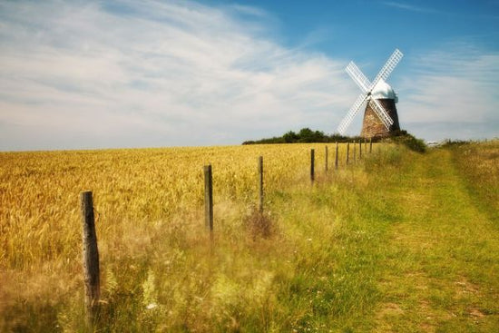 PHOTOWALL / Field of Wheat with Halnaker Windmill (e331914)