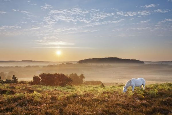 PHOTOWALL / Pony Grazing on Latchmore Bottom (e331917)