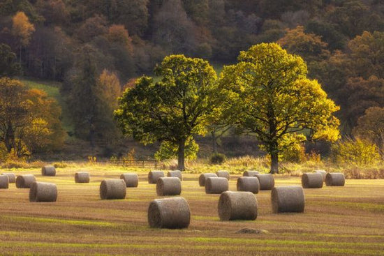 PHOTOWALL / Harvest Scene with Round Straw Bales (e331948)