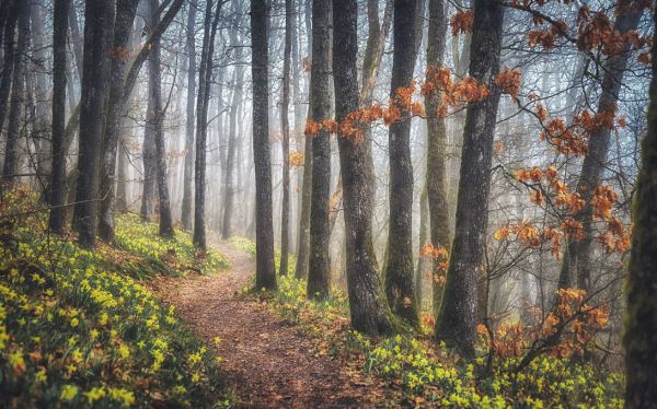 PHOTOWALL / Misty Morning (e332184) | 輸入壁紙専門店 WALPA – WALPA.jp