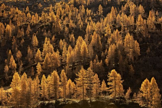 PHOTOWALL / Larches in Autumn (e332193)