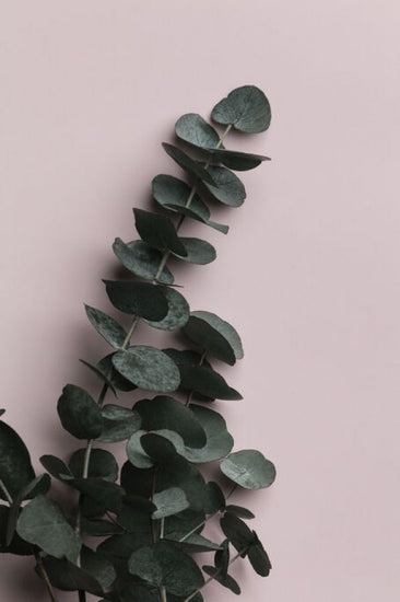 PHOTOWALL / Eucalyptus Pink II (e332240)