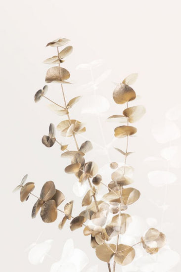 PHOTOWALL / Eucalyptus Creative Gold III (e332372)