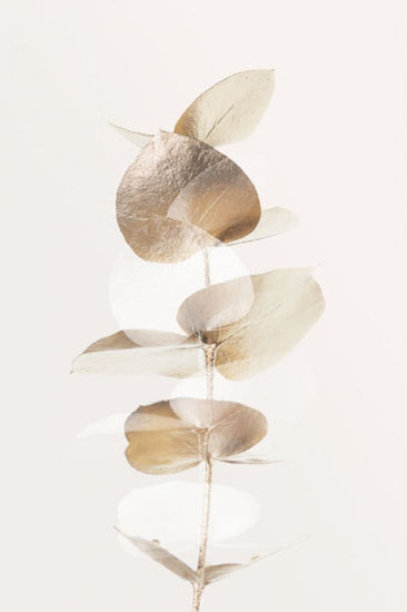 PHOTOWALL / Eucalyptus Creative Gold IV (e332373)