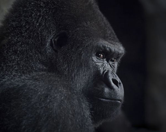 PHOTOWALL / Gorilla Gaze (e332394)