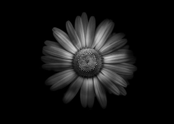 PHOTOWALL / Backyard Flowers in Black and White (e332489)