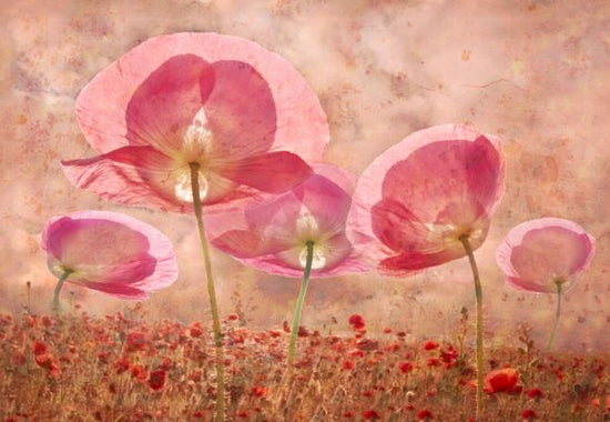 PHOTOWALL / Common Poppy (e332492)