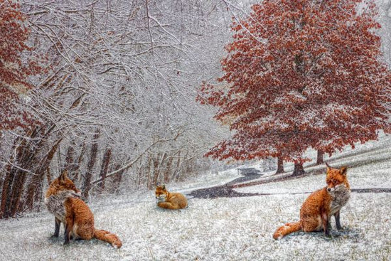 PHOTOWALL / Foxes in Winter White and Red (e332505)