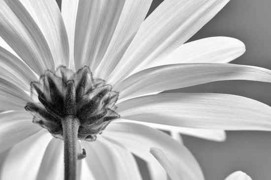 PHOTOWALL / White Daisy Black and White II (e332549)