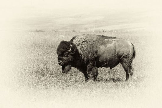 PHOTOWALL / Badlands Antique III (e332556)