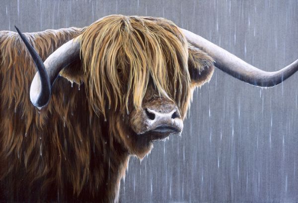 PHOTOWALL / Highland Bull Rainy Day (e332569)