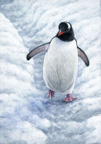 PHOTOWALL / Gentoo Penguin (e332574)