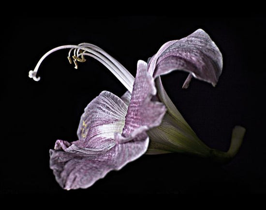 PHOTOWALL / Pale Pink Lily (e332586)