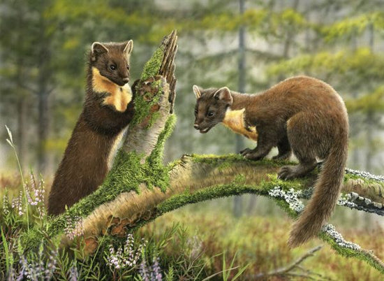 PHOTOWALL / Pine Martens (e332597)