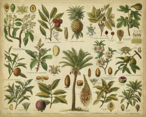 PHOTOWALL / Classification Tropical Plants (e333060)