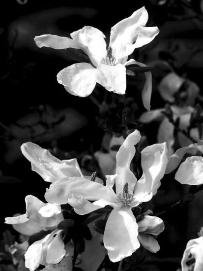 PHOTOWALL / Floral Portrait (e333091)