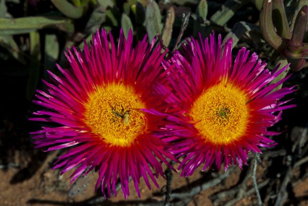 PHOTOWALL / Desert Flower (e333779)