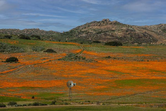 PHOTOWALL / Namaqualand Flowers (e333783)