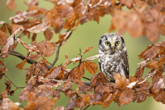 PHOTOWALL / Boreal Owl (e333698)