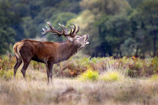 PHOTOWALL / Scream of the Deer (e333708)