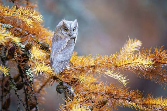 PHOTOWALL / Eurasian Scops Owl (e333710)