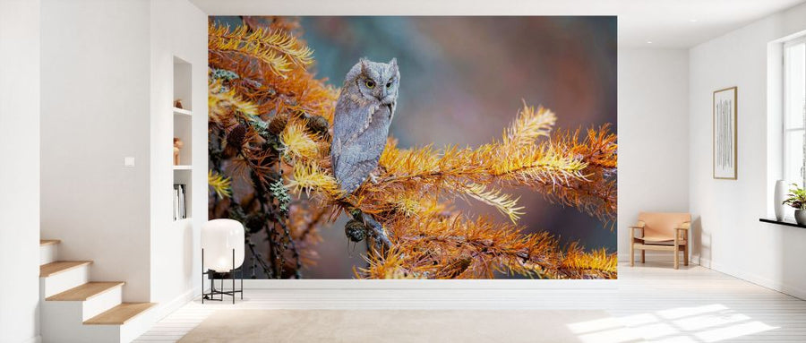 PHOTOWALL / Eurasian Scops Owl (e333710)