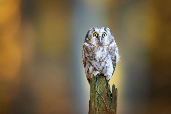 PHOTOWALL / Boreal Owl II (e333711)