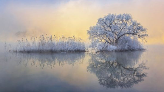 PHOTOWALL / Ice tree (e333720)