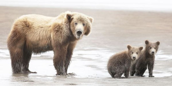 PHOTOWALL / Momma Bear and Cubs (e333722)