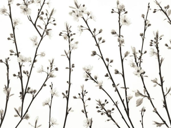 PHOTOWALL / Twigs of Cherry Plant (e333935)
