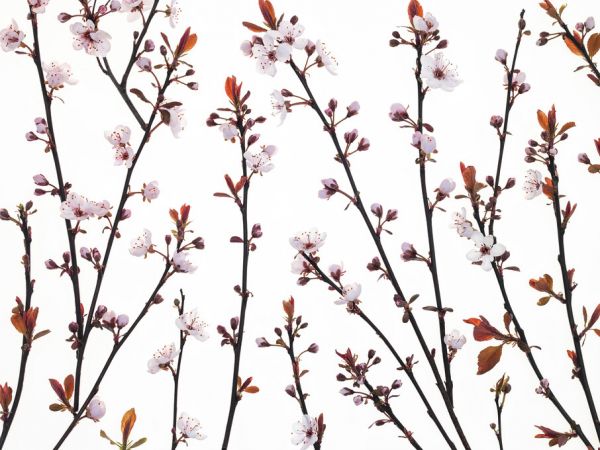 PHOTOWALL / Twigs of Cherry Plant II (e333936)
