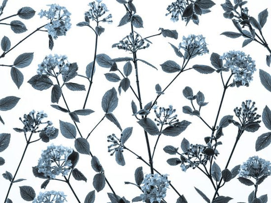 PHOTOWALL / Viburnum Juddii Flowers II (e333939)