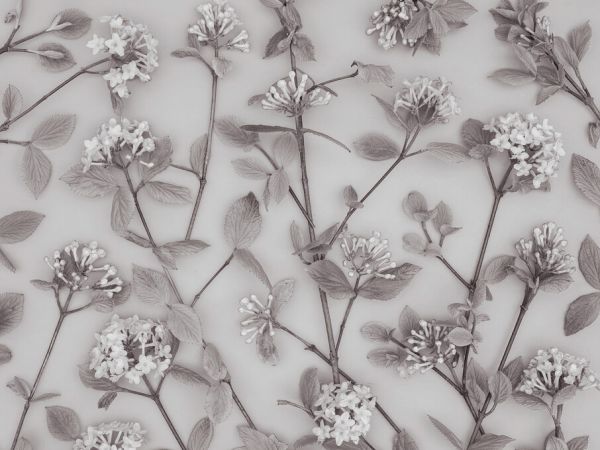 PHOTOWALL / Viburnum Juddii Flowers III (e333940)